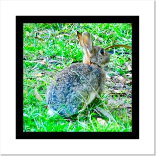 The Wild Rabbit Posters and Art